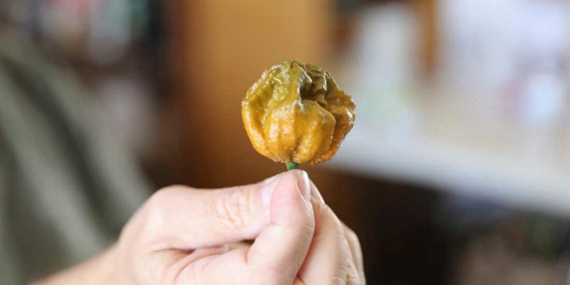 Los ajíes más picantes del mundo